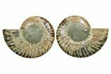 Cut & Polished, Agatized Ammonite Fossil - Madagascar #348978-1